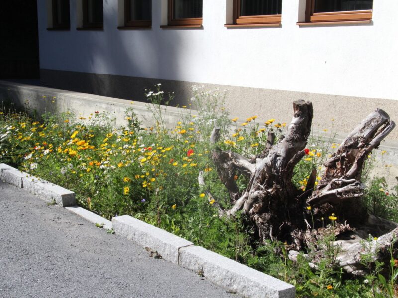 Sickermulde naturnah