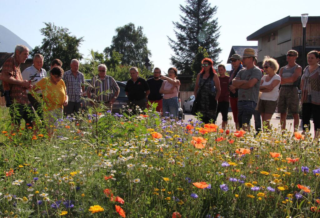 Blumenwiese im öffnetlichen Raum