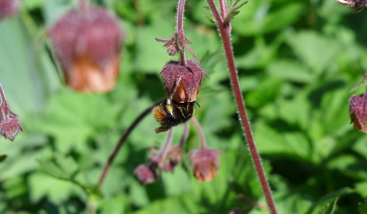 Hummel auf Bachnelkenwurz