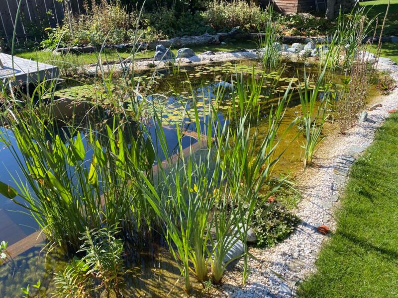 Teichpflanzen